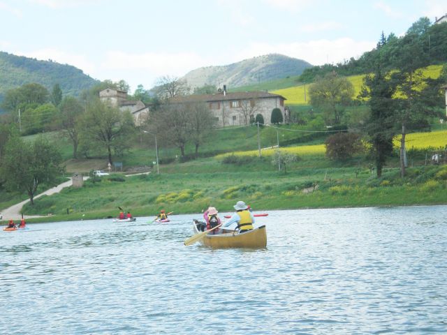 Fiori di colza 1