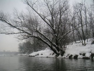 Albero innevato